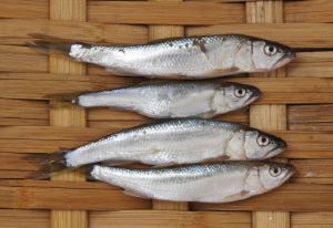 クリックで拡大表示 琵琶湖,ハス