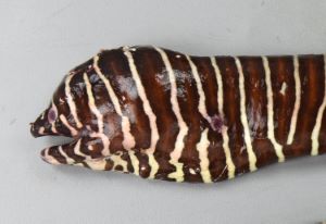 ゼブラウツボ、Zebra moray