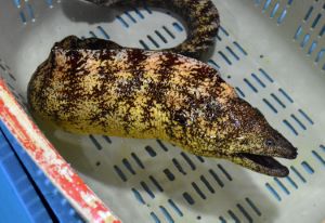 クリックで拡大表示 ウツボ Utubo