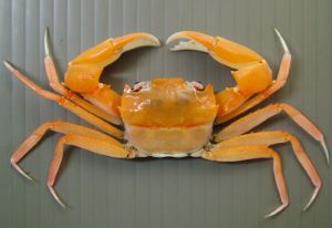 クリックで拡大表示