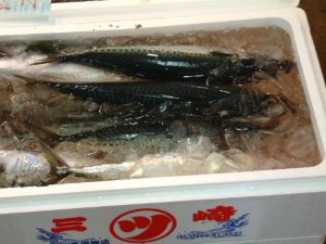 クリックで拡大表示 ゴマサバが増えてきている