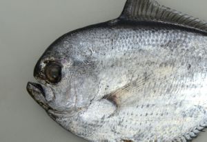 クリックで拡大表示 シマガツオ