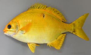 クリックで拡大表示