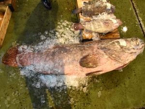 クリックで拡大表示 鹿児島中央市場のタマカイ