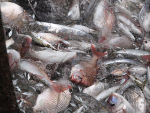 クリックで拡大表示 定置網に入ったタイ科の魚