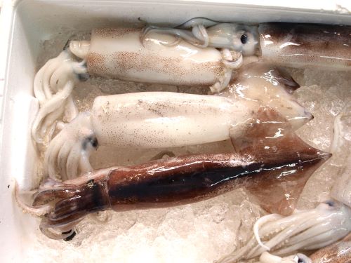 アメリカオオアカイカ属 市場魚貝類図鑑