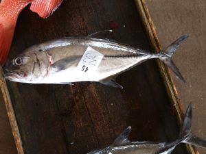 クリックで拡大表示 与那城漁港に上がったギンガメアジ