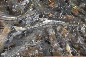 クリックで拡大表示 サケ属の魚