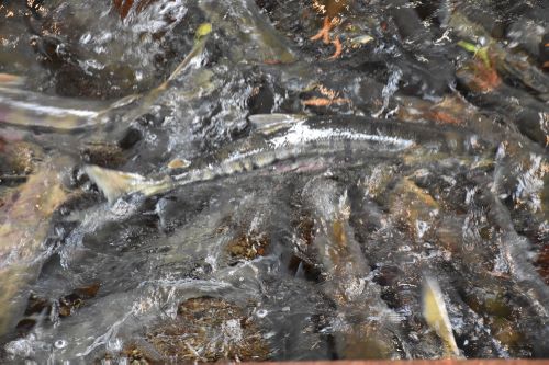 サケ属の魚