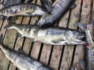 クリックで拡大表示 山形県で揚がる秋味