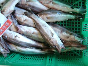 クリックで拡大表示 静岡県沼津の深場の底曳き網