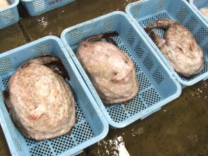 クリックで拡大表示 福島県原釜のキアンコウ