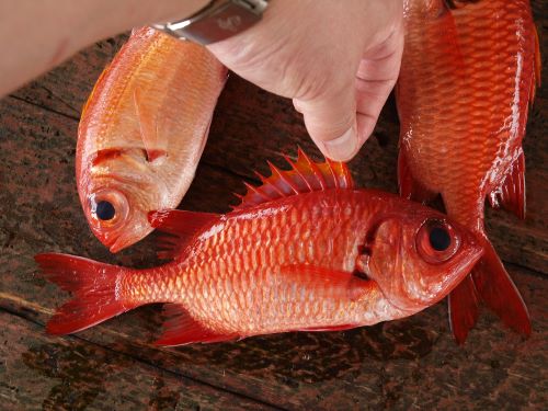沖縄県与那城漁協で水揚げされたアカマツカサ属の魚