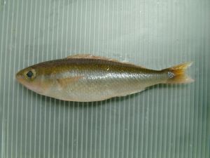 クリックで拡大表示 三重県尾鷲で揚がったイトタマガシラ