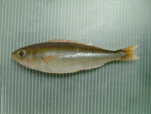 三重県尾鷲で揚がったイトタマガシラ