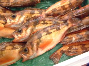 クリックで拡大表示 市場に並ぶウスメバル
