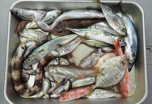 クリックで拡大表示 捨てられる可能性すらある魚たち