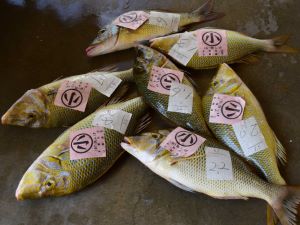 クリックで拡大表示 沖縄県で水揚げされたタマン