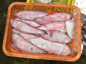 クリックで拡大表示 愛媛県八幡浜市の魚市場に並ぶ、イヌノシタ