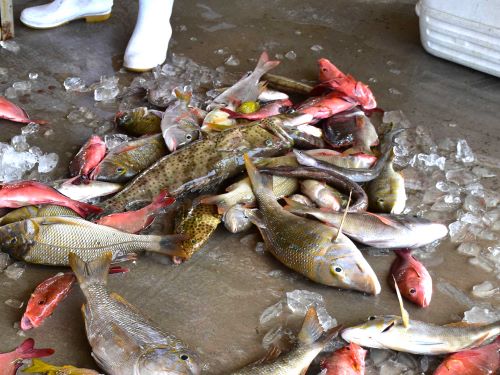 沖縄の水揚げで揚がるほとんど総てガスズキ目