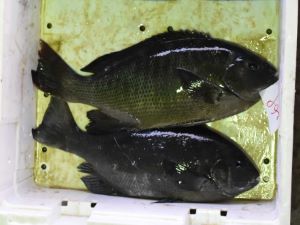 クリックで拡大表示 宮崎県日南市目井津漁港に水揚げされたクロメジナ