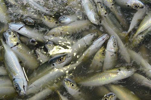 クリックで拡大表示 徳島県海部郡海陽町宍喰漁協に水揚げされるマルアジの幼魚