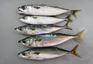 相模湾、マサバ