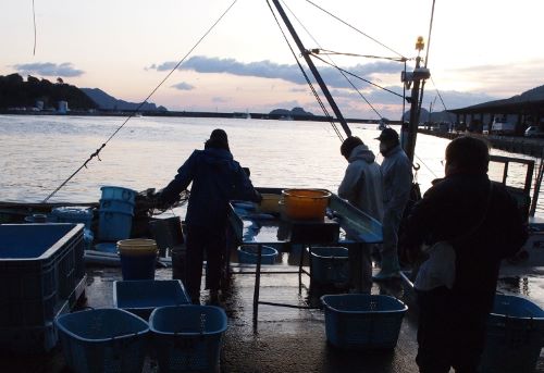 尾鷲漁港の水揚げ