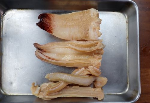 クリックで拡大表示 ナミガイの水管