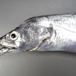 東京湾猿島沖、タチウオ1㎏上の塩焼き | コラム | 市場魚貝類図鑑