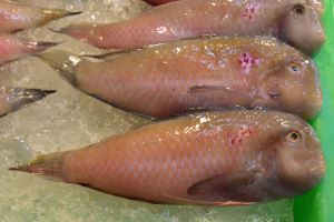 クリックで拡大表示 台湾高雄、旗津の食堂店頭
