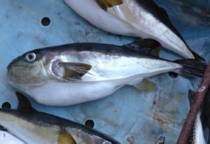 サバフグ属について 生物一覧ー 市場魚貝類図鑑