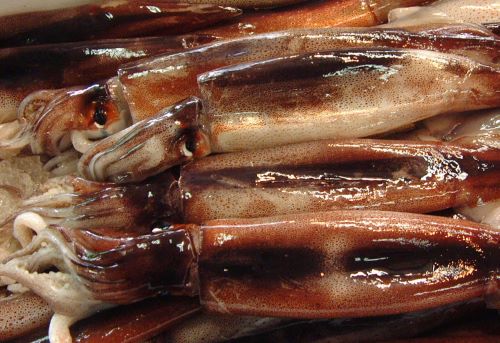 アメリカオオアカイカ属 市場魚貝類図鑑