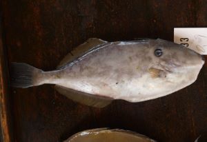 クリックで拡大表示 沖縄本島与那城漁協の競り場に並ぶウスバハギ