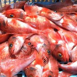 話題多すぎ、ユメカサゴ | コラム | 市場魚貝類図鑑