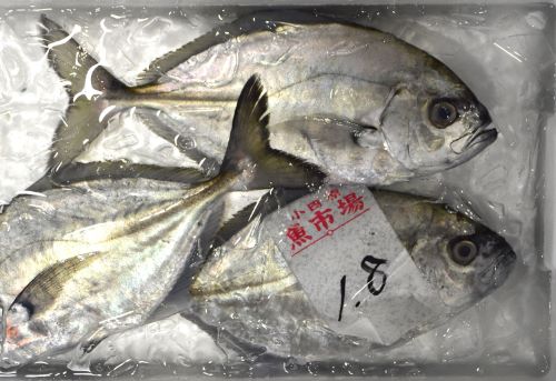 オキアジ　小田原魚市場