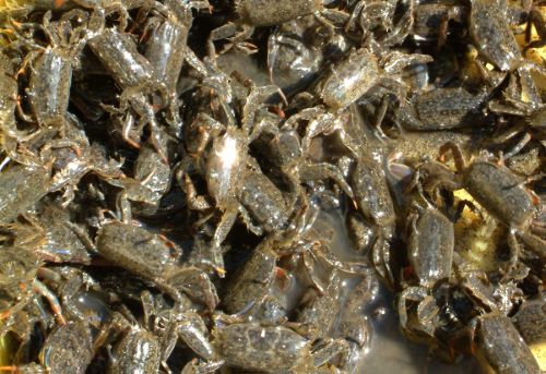 クリックで拡大表示 釣り餌、ヤマトオサガニ