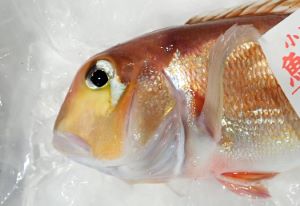クリックで拡大表示 小田原に水揚げされたばかりのアカアマダイ
