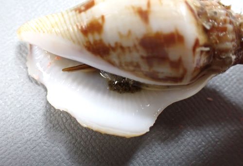 クリックで拡大表示