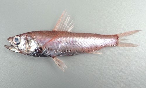 クリックで拡大表示