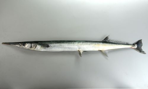 クリックで拡大表示 オキザヨリ