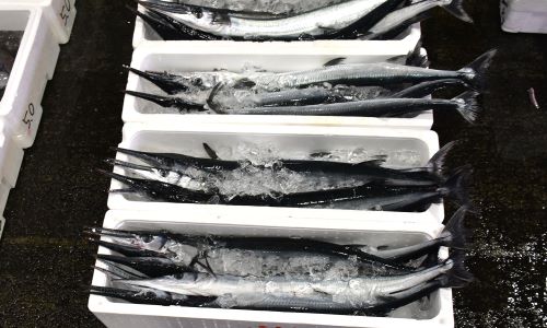 クリックで拡大表示 小田原魚市場,ダツの水揚げ