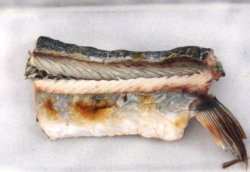 クリックで拡大表示 オキザヨリの塩焼き