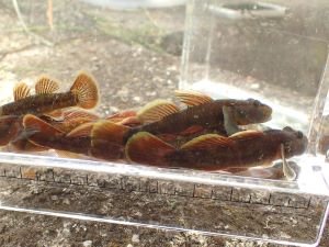 クリックで拡大表示 カワヨシノボリの雄