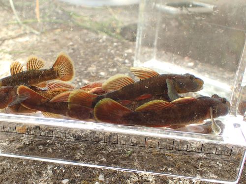 カワヨシノボリの雄