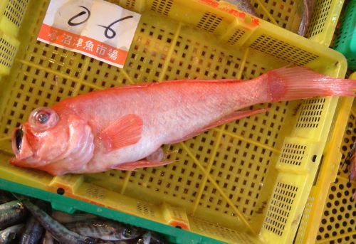 静岡県沼津魚市場に揚がったソコアマダイ