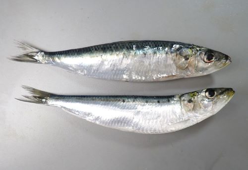 クリックで拡大表示
