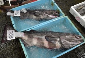神奈川県小田原魚市場に並ぶアブラボウズ