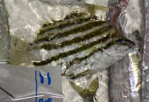 小田原魚市場に揚がったカゴカキダイ