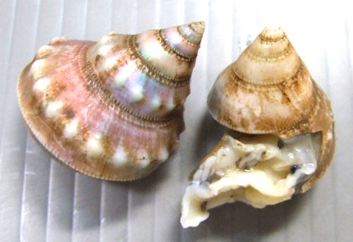 クリックで拡大表示